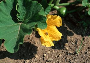 岡山の食をつなぐ！OKF株式会社の製品と店舗情報の完全ガイド