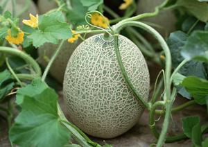 銀座で楽しむ絶品イタリアンガイド2025年版：おすすめ店と選び方を徹底解説